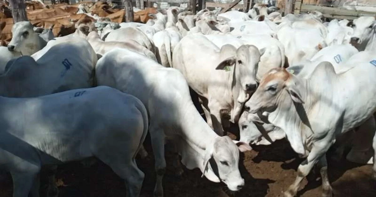 Aquidauana: média de R$ 1.897/cabeça. Saiba mais no Portal DBO. 16 media de r2 230 por cabeca e registrada em aquidauana segundo o portal dbo 1