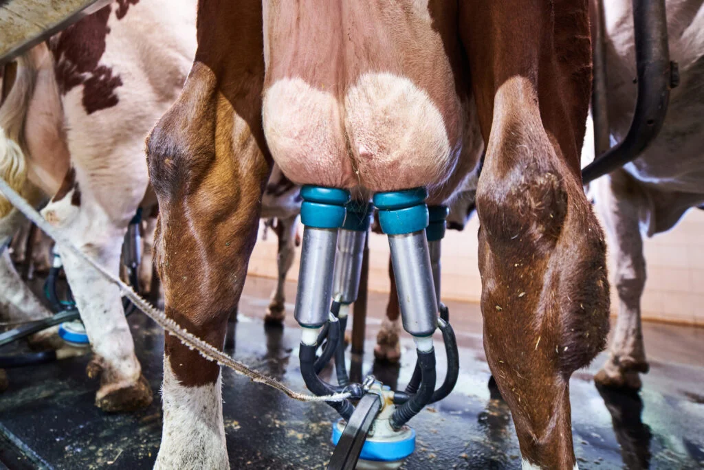 Melhora na produtividade do rebanho leiteiro é registrada em Santa Catarina 8 melhora na produtividade do rebanho leiteiro e registrada em santa catarina