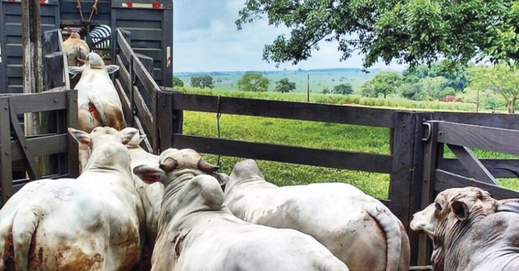 mercado abre a semana com novos movimentos de alta na arroba portal dbo