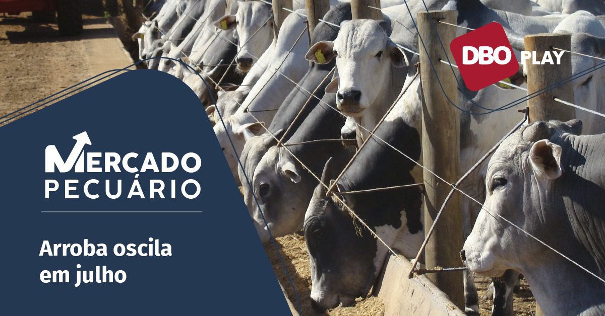 mercado futuro do boi gordo e o planejamento para o confinamento sao temas em analise veja entrevista portal dbo