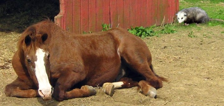 Mieloencefalite Protozoária Equina - Uma Enfermidade Neurológica 19 Mieloencefalite Protozoária Equina – Uma Enfermidade Neurológica