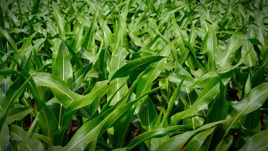 milho da b3 inicia semana em leve baixa 1