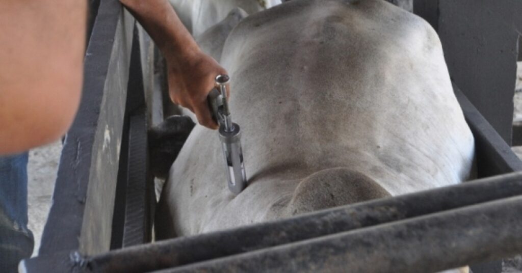 MT prorroga prazo de vacinação de bovinos contra brucelose • Portal DBO 2 mt prorroga prazo de vacinacao de bovinos contra brucelose portal dbo