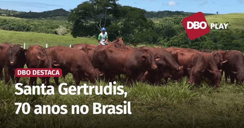 No cruzamento industrial, raça Santa Gertrudis agrega produtividade e qualidade de carne • Portal DBO 2 no cruzamento industrial raca santa gertrudis agrega produtividade e qualidade de carne portal dbo