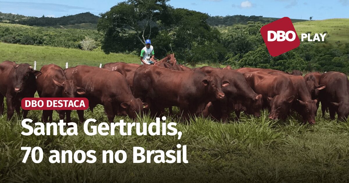 no cruzamento industrial raca santa gertrudis agrega produtividade e qualidade de carne portal dbo