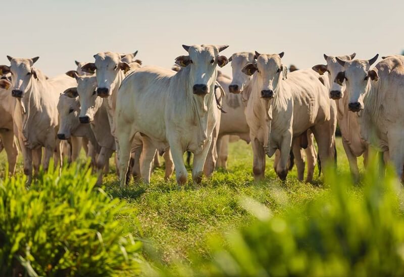 no primeiro mes menos de 10 dos produtores fizeram declaracao anual de rebanho no rs