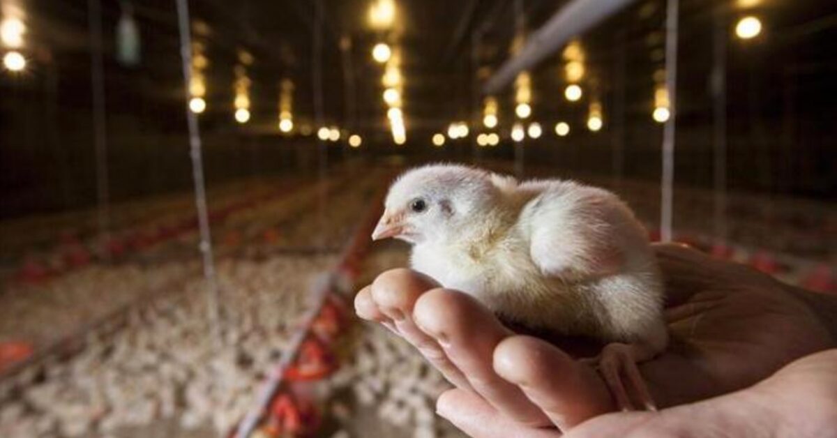 no primeiro semestre exportacoes de genetica avicola aumentam 95 1