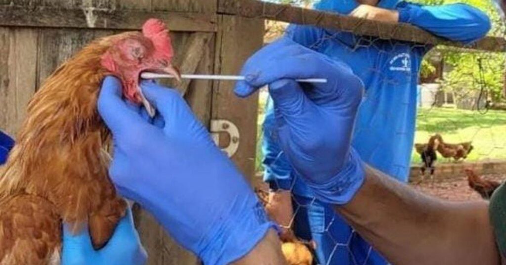 numero de casos sobe para 57 15 investigacoes estao em andamento portal dbo