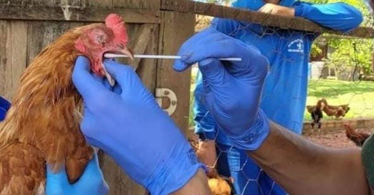 numero de casos sobe para 57 15 investigacoes estao em andamento portal dbo