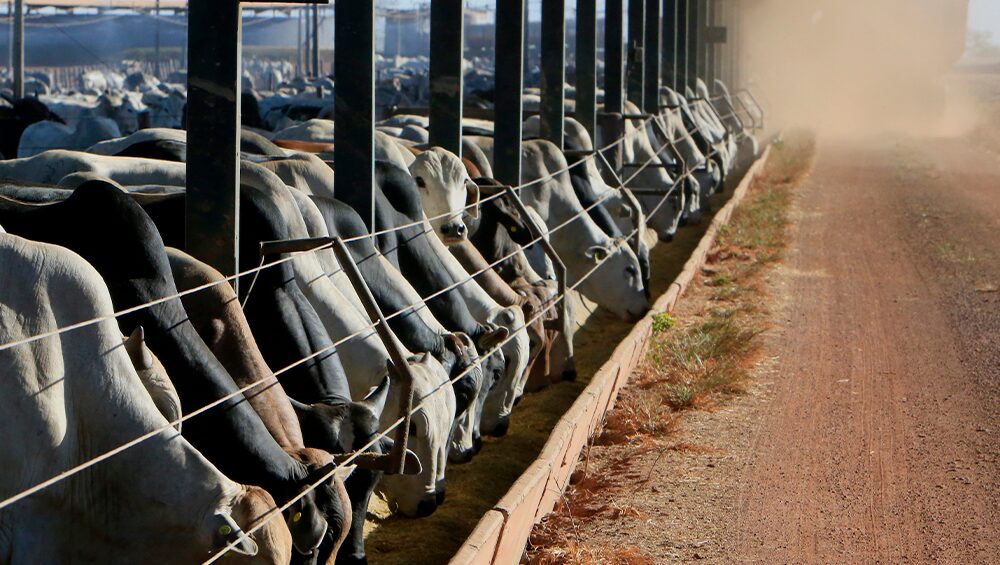 nutricao animal com eficiencia produtiva e sustentabilidade 1