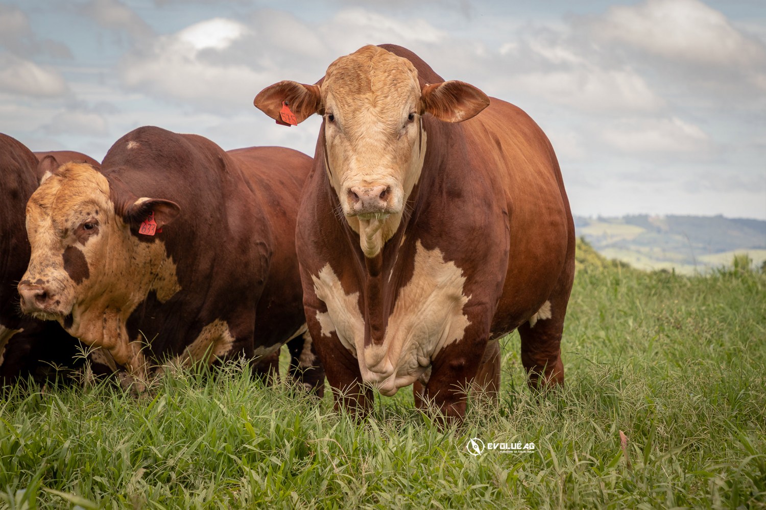 O mercado de Arroba chega ao seu ponto mais baixo? A esperança dos pecuaristas é alcançar R$ 300 por arroba — CompreRural.