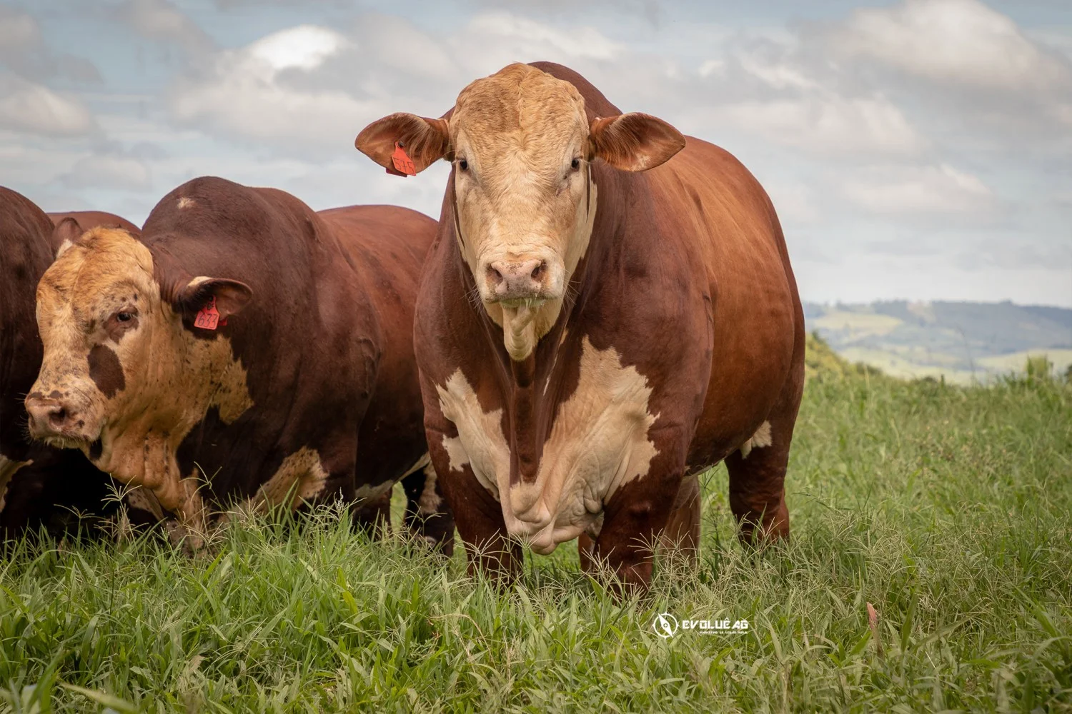 O mercado de Arroba chega ao seu ponto mais baixo? A esperança dos pecuaristas é alcançar R$ 300 por arroba — CompreRural. 4 touros da raca braford