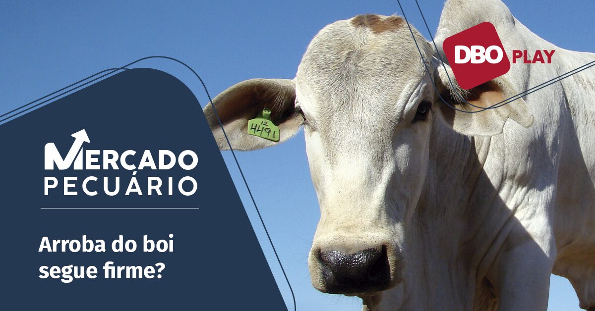 o que o pecuarista pode esperar para o mes de julho no mercado fisico e futuro do boi gordo portal dbo