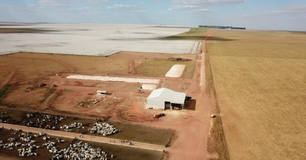 ouca f09f8ea7 ilp e boi safrinha apoiam pecuaria em ciclo de baixa portal dbo 2