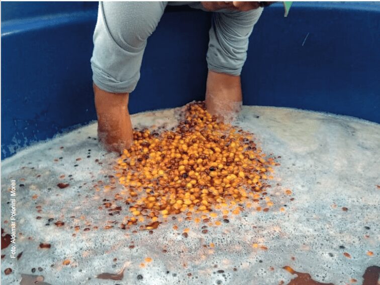 pesquisadores recomendam estocagem de frutos maduros de cafe em agua 1