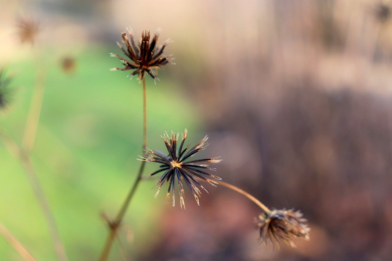 picao preto propriedades e como evita lo nas plantacoes 1