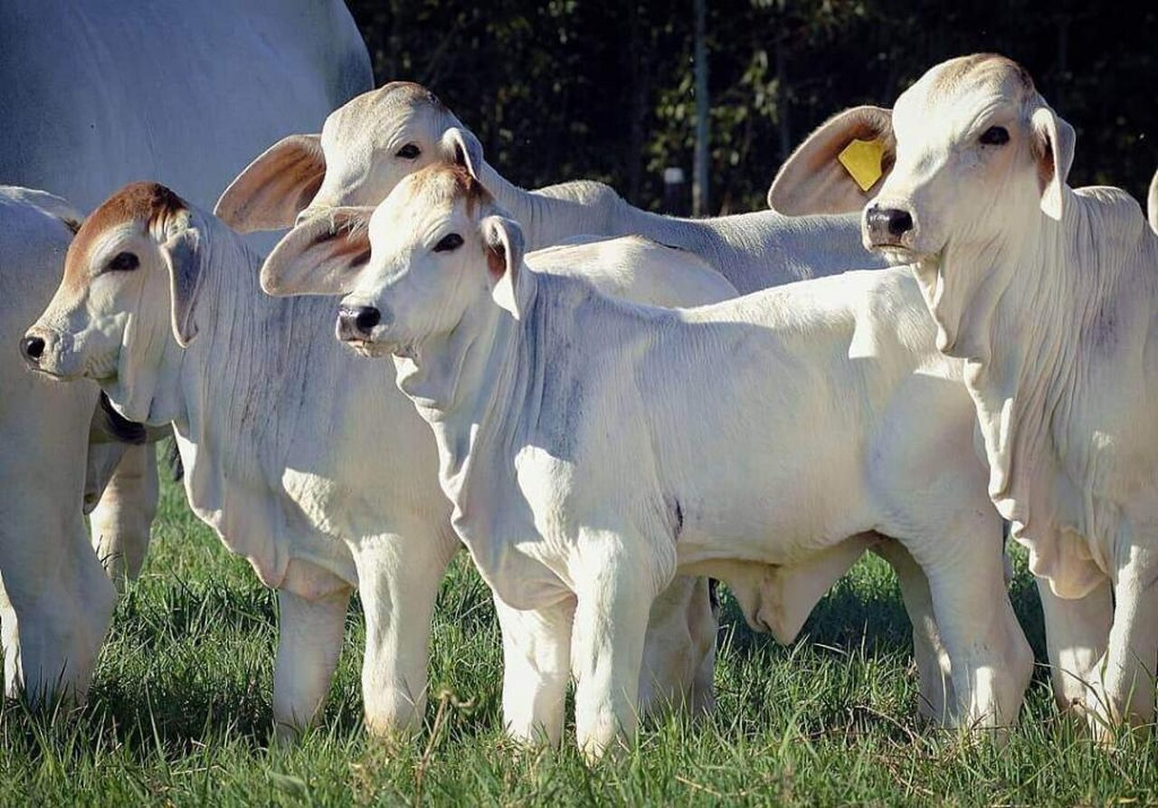 Pneumonia em bezerros? Saiba como prevenir a doença nos animais 7 Pneumonia em bezerros? Saiba como prevenir a doença nos animais