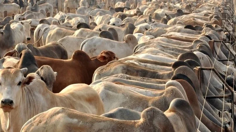 Poder de compra do pecuarista terminador sobe frente ao milho 2 poder de compra do pecuarista terminador sobe frente ao milho 1
