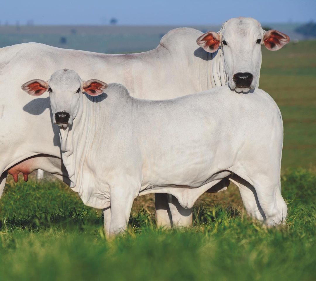 Por que devo selecionar a qualidade do rebanho