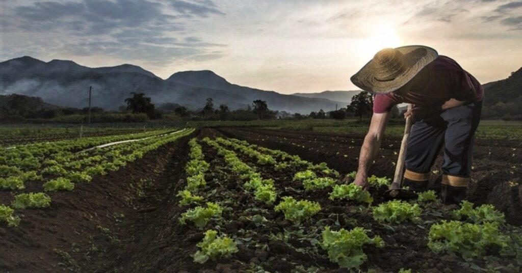 portal dbo brasil adota nova postura em relacao a liberalizacao do comercio global de alimentos