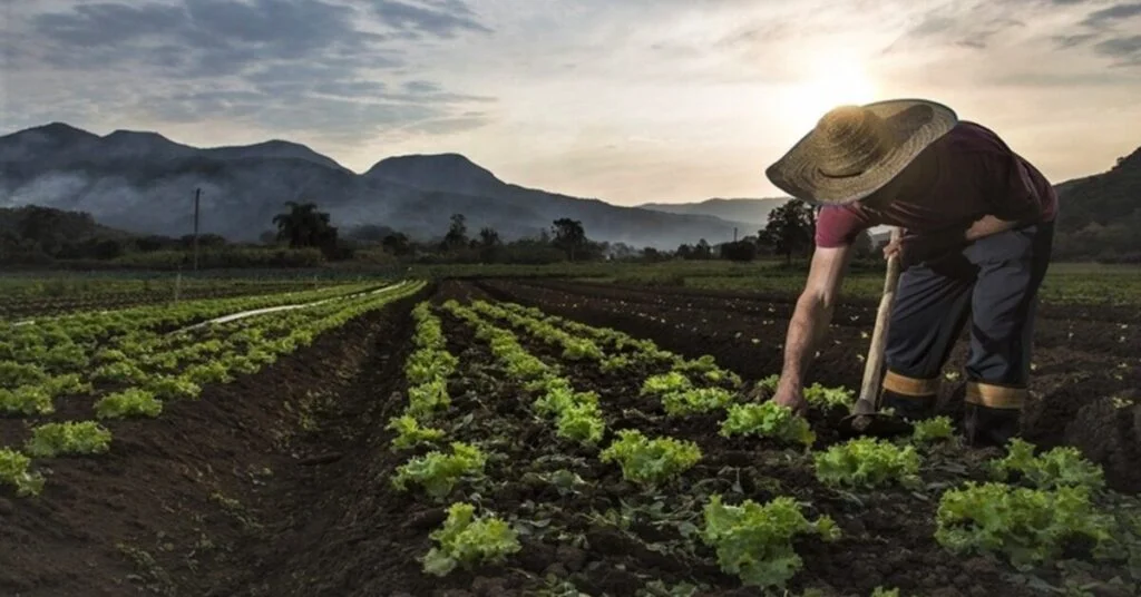 portal dbo brasil adota nova postura em relacao a liberalizacao do comercio global de alimentos