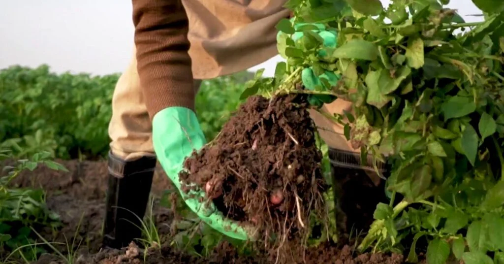 Portal DBO destaca a relevância do homem do campo para a segurança alimentar, enfatizada pela Faesp 16 portal dbo destaca a relevancia do homem do campo para a seguranca alimentar enfatizada pela faesp
