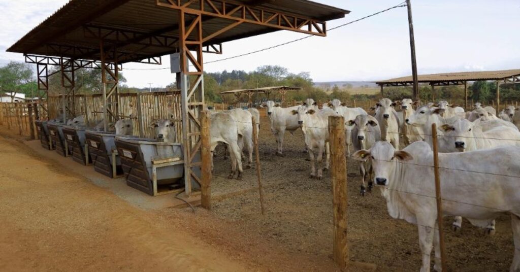 portal dbo destaca premiacao do instituto de zootecnia pela sociedade brasileira de melhoramento animal