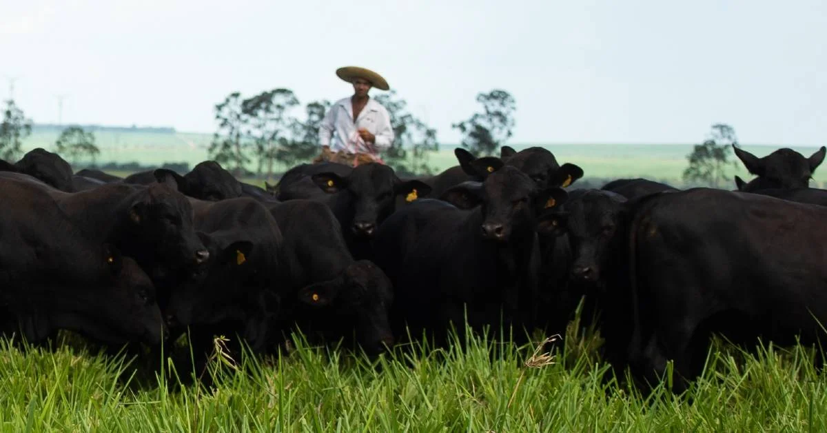 Portal DBO: GAP Genética vende touros Brangus a preço médio de R$ 17.178 13 portal dbo gap genetica vende touros brangus a preco medio de r 17 178
