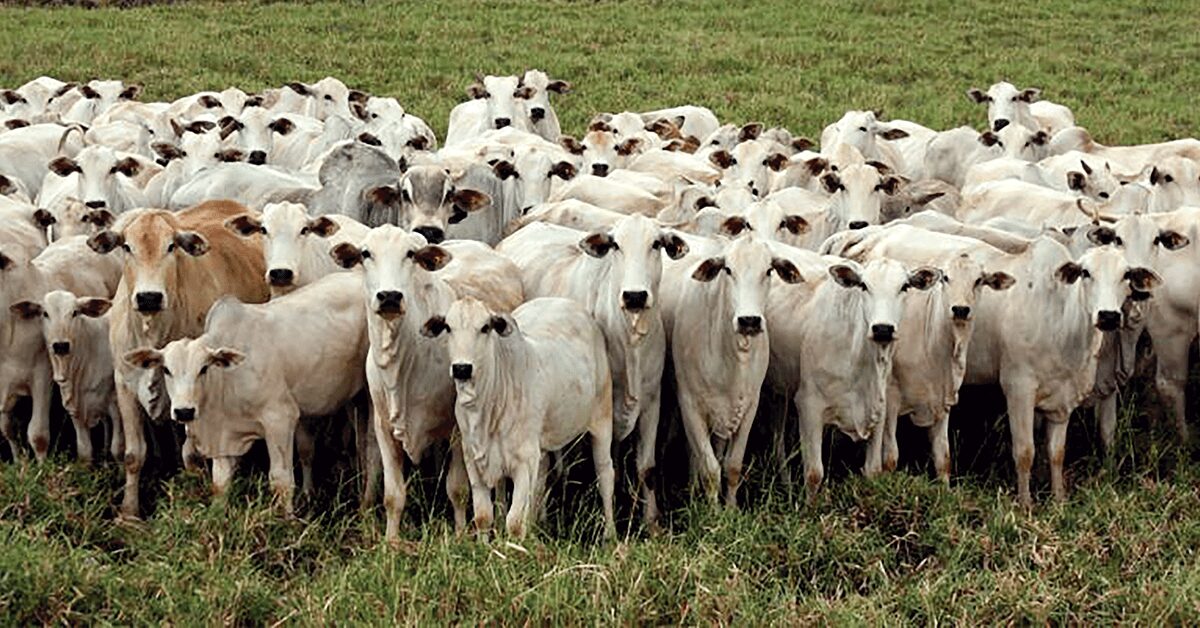 prazo termina com mais de 97 dos rebanhos cadastrados em mato grosso do sul portal dbo