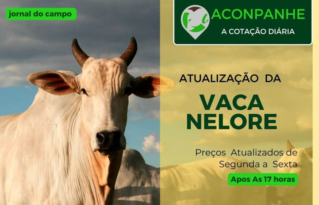 Preço da vaca Nelore Atualizada