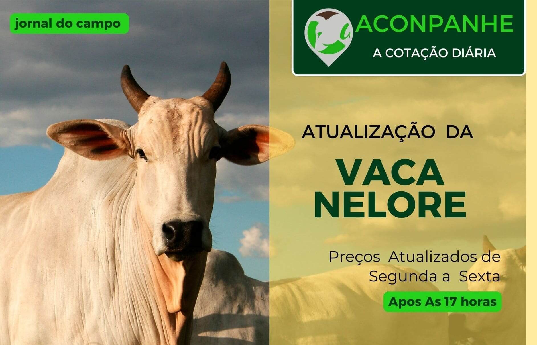 Preço da vaca Nelore Atualizada