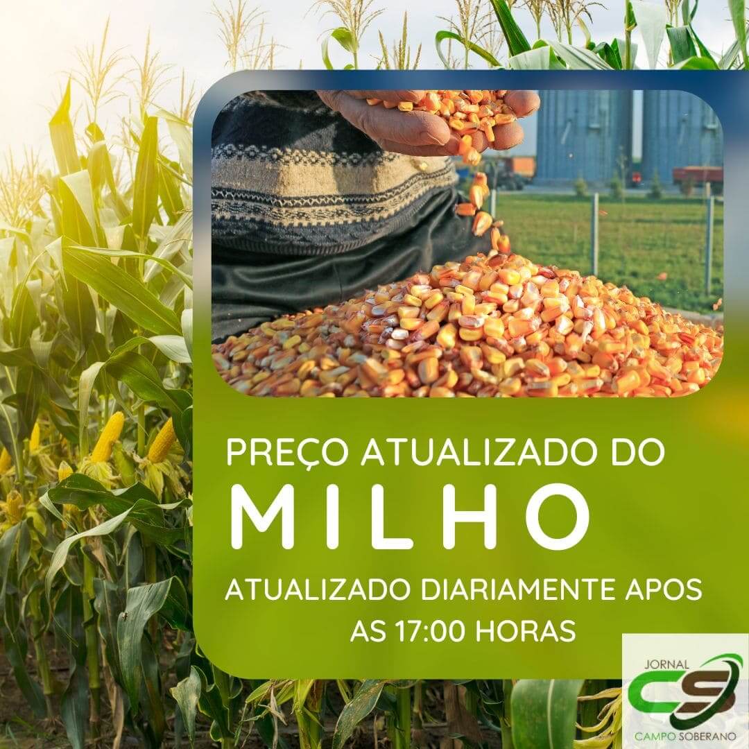 Preço do Milho Atualizado