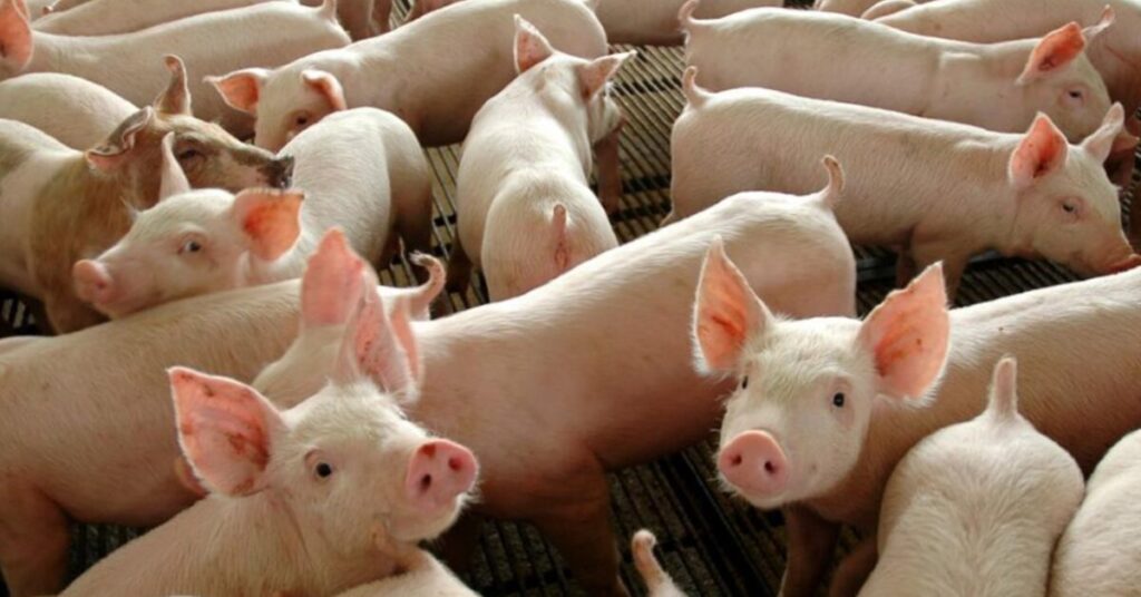 preco medio do suino vivo cai em junho 23 informa o cepea portal dbo