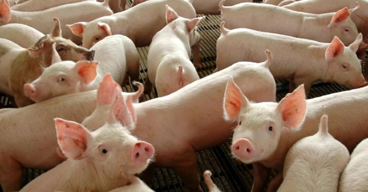 preco medio do suino vivo cai em junho 23 informa o cepea portal dbo