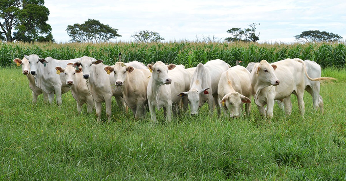 precos recebidos pela agropecuaria paulista caem 231 em junho 23 portal dbo