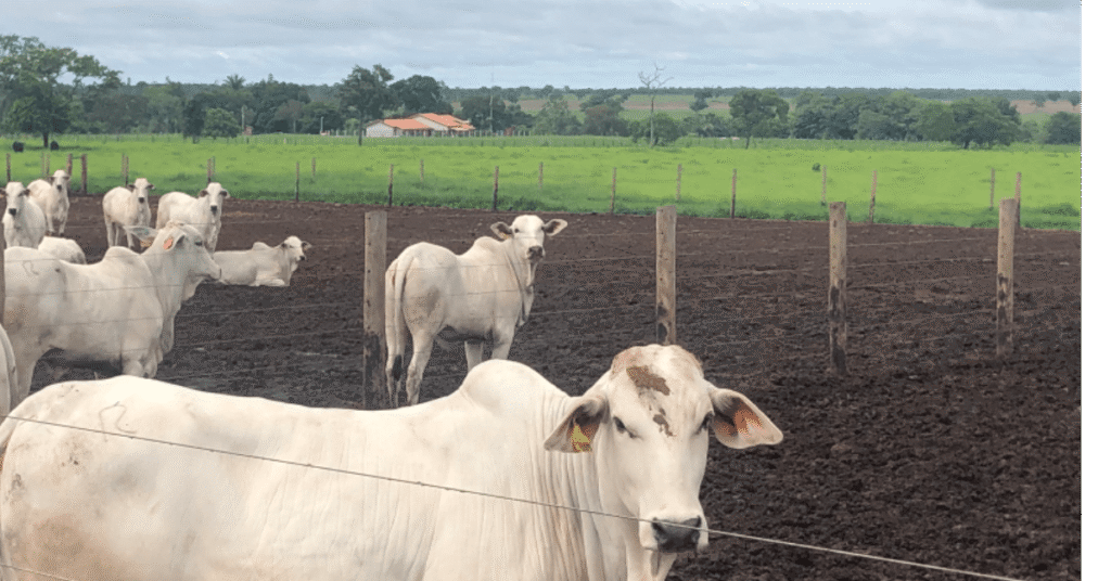 primeira semana de julho termina com mercado travado portal dbo