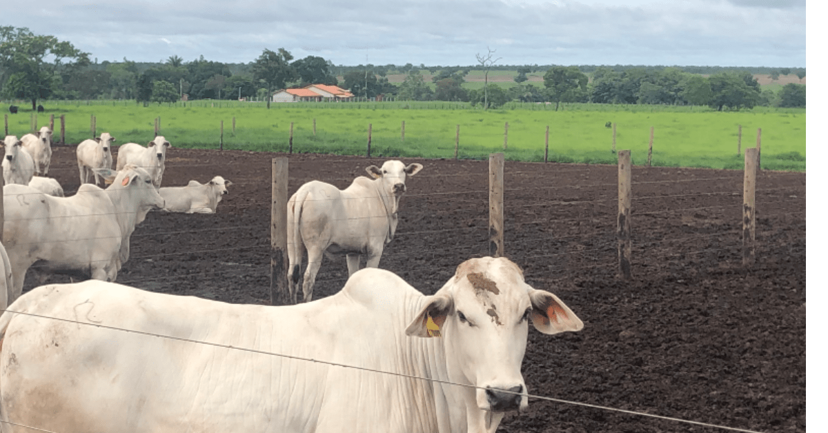 primeira semana de julho termina com mercado travado portal dbo