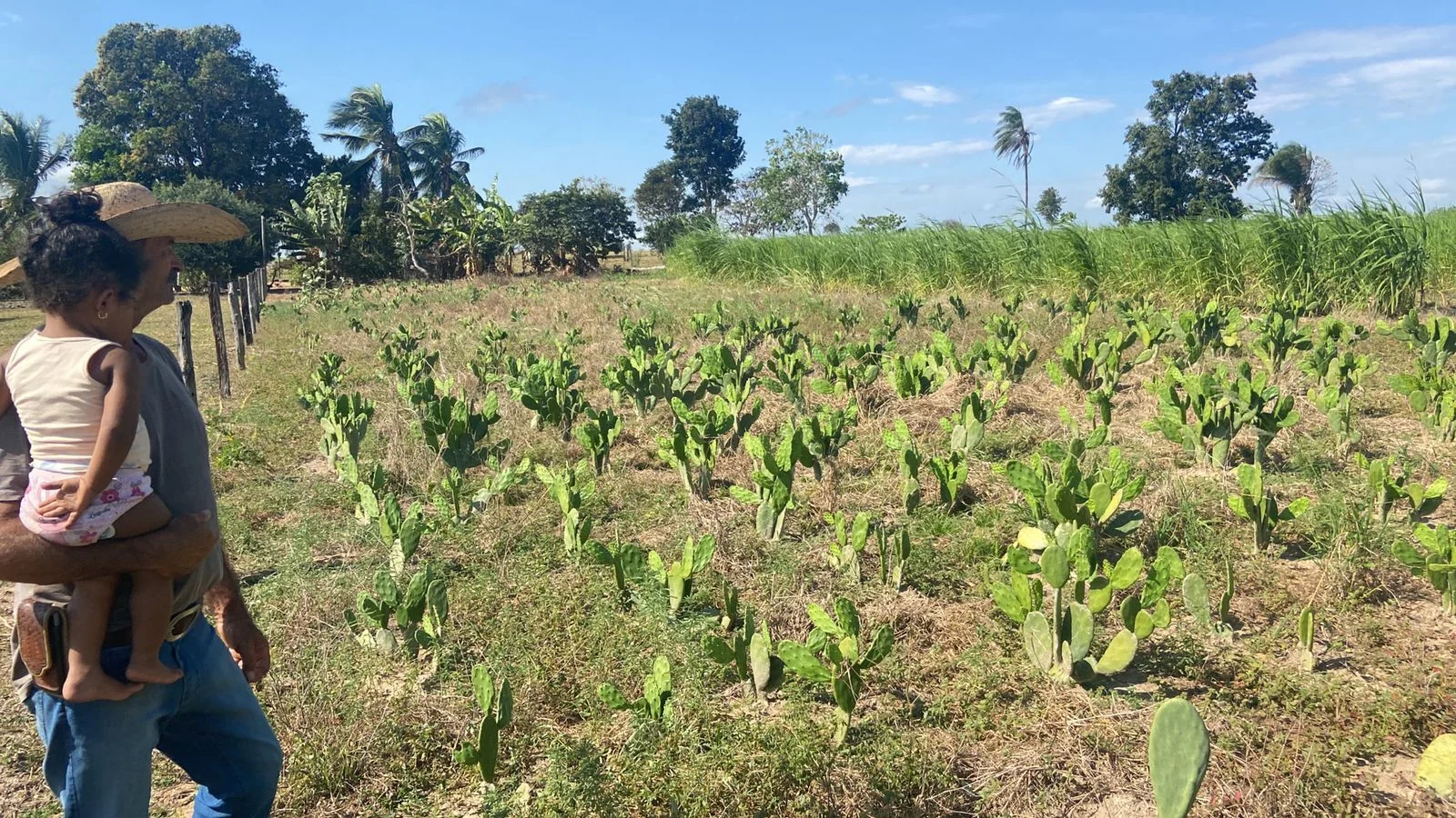 Produtores expandem a variedade de alimentos para o gado ao utilizar plantas nativas do Nordeste. 17 produtores expandem a variedade de alimentos para o gado ao utilizar plantas nativas do nordeste