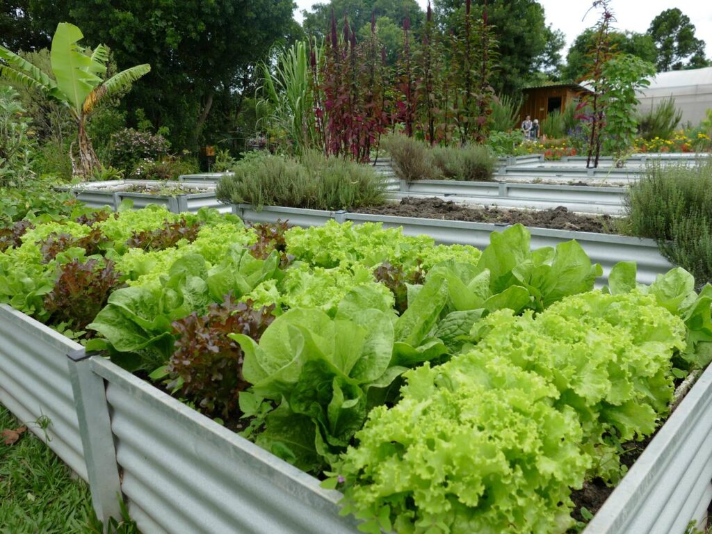 projeto incentiva trabalho em equipe e conhecimento do campo 1