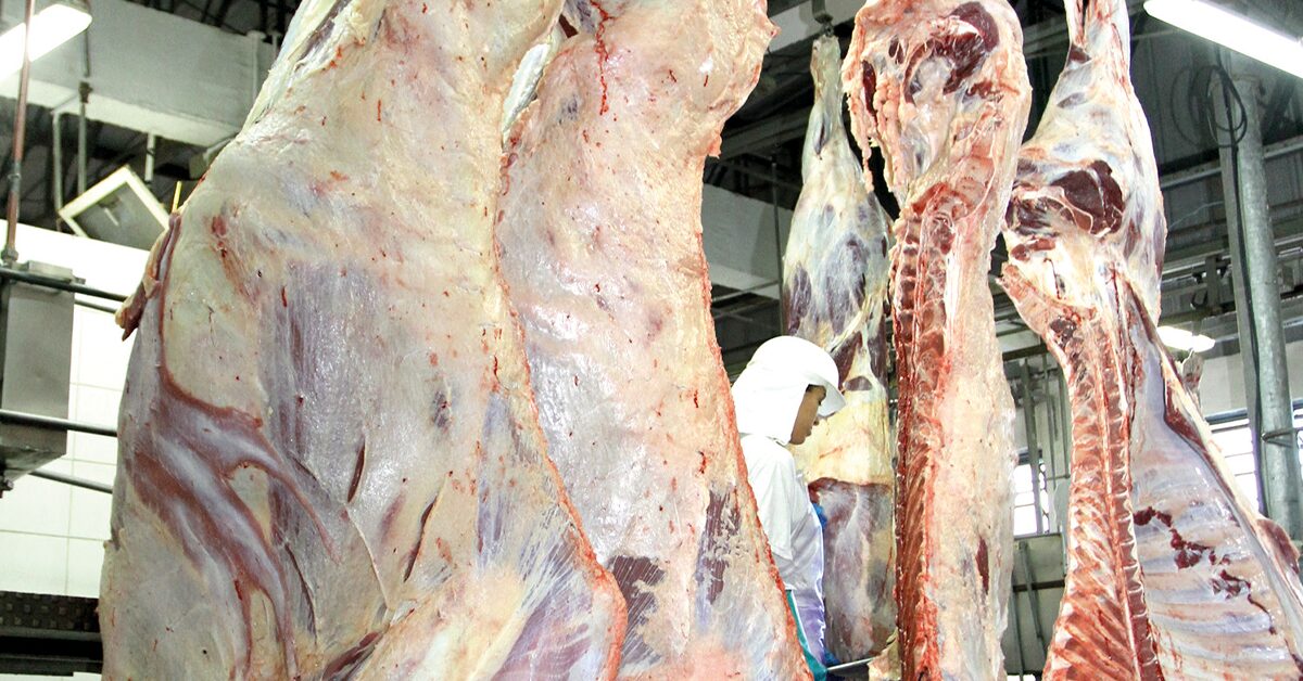 Pressão de baixa sobre a arroba continua mesmo com menor oferta de boiadas gordas • Portal DBO