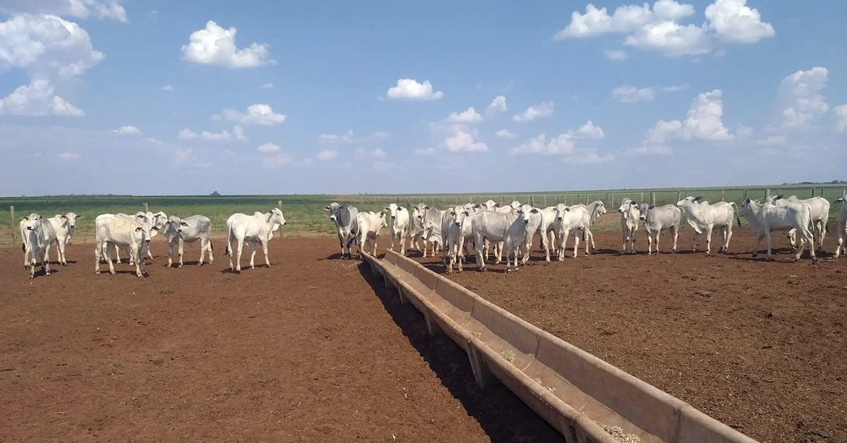 Qual é o motivo do recuo da arroba em São Paulo e nas demais importantes praças brasileiras? 1 qual e o motivo do recuo da arroba em sao paulo e nas demais importantes pracas brasileiras 2