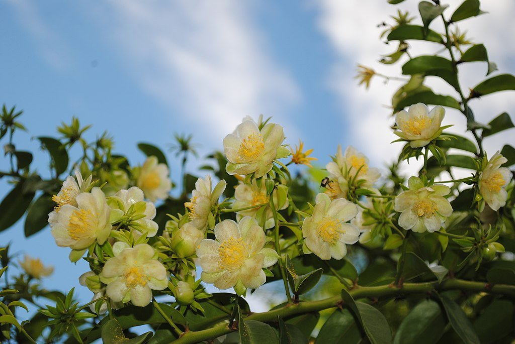 quando a ora pro nobis floresce e como fazer mudas da planta 1