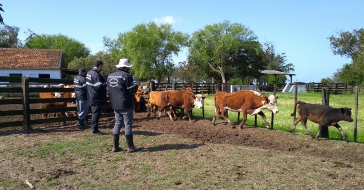 reuniao com supervisores regionais alinha novo modelo de vigilancia para febre aftosa portal dbo