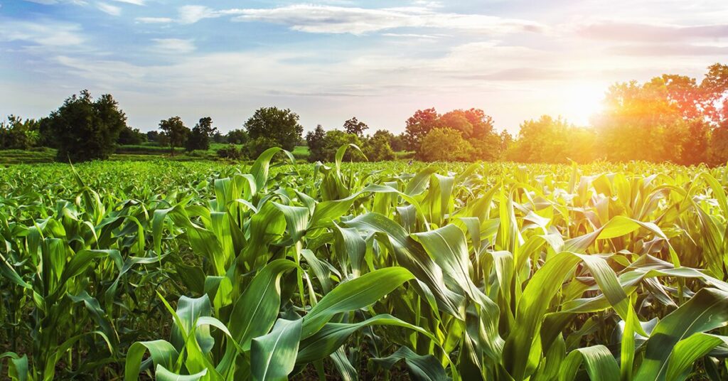 safra e de recuperacao apos problemas climaticos em 2022 diz gerente do ibge portal dbo 1