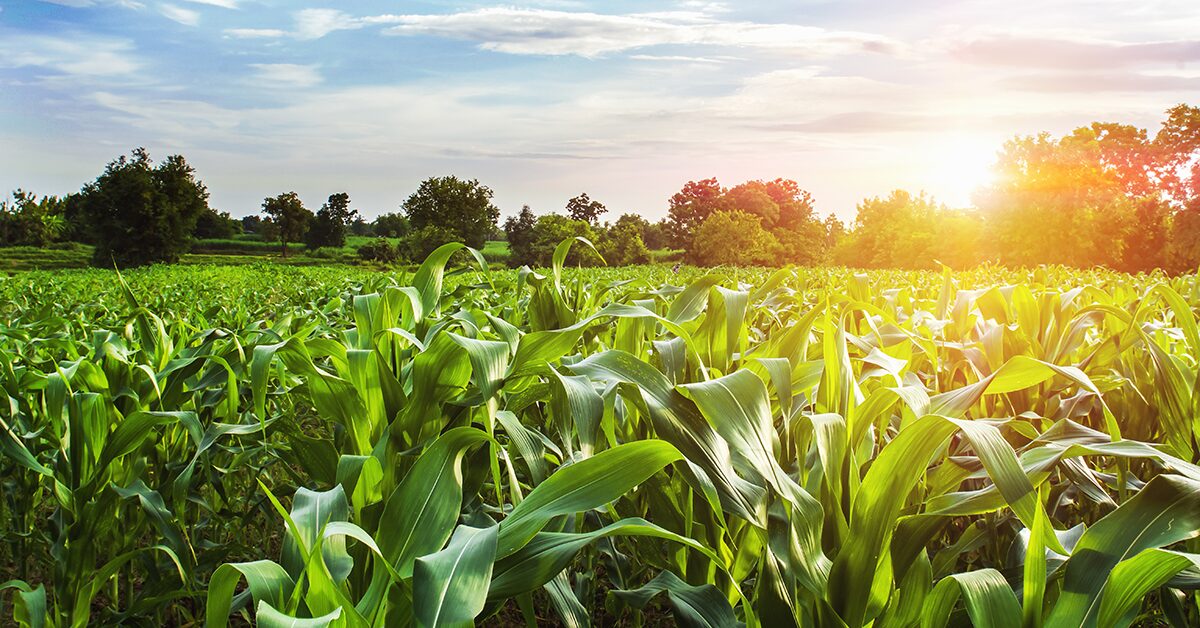 safra e de recuperacao apos problemas climaticos em 2022 diz gerente do ibge portal dbo 1