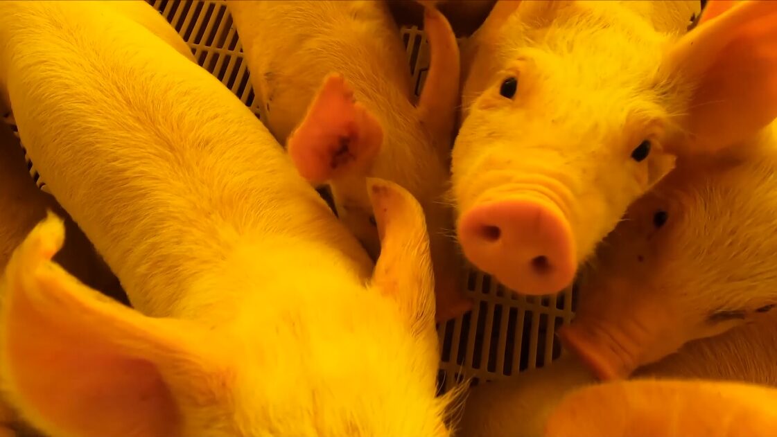 Saiba quais os desafios e estratégias de monitoramento para doenças infecciosas