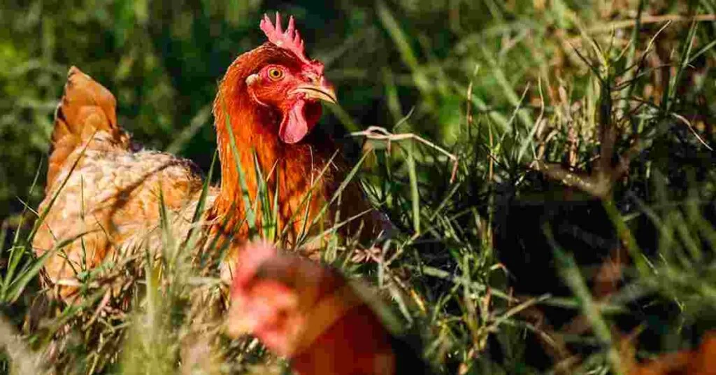 Santa Catarina declara estado de emergência zoossanitária • Portal DBO 2 santa catarina declara estado de emergencia zoossanitaria portal dbo