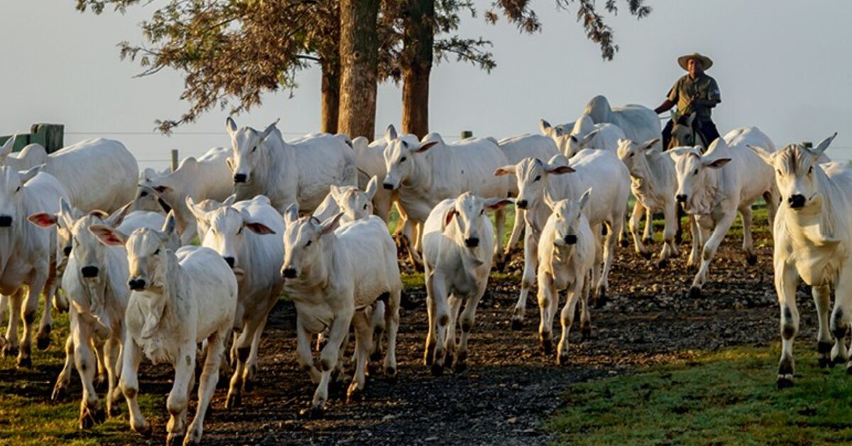 segunda quinzena de julho comeca com precos em queda em sao paulo portal dbo
