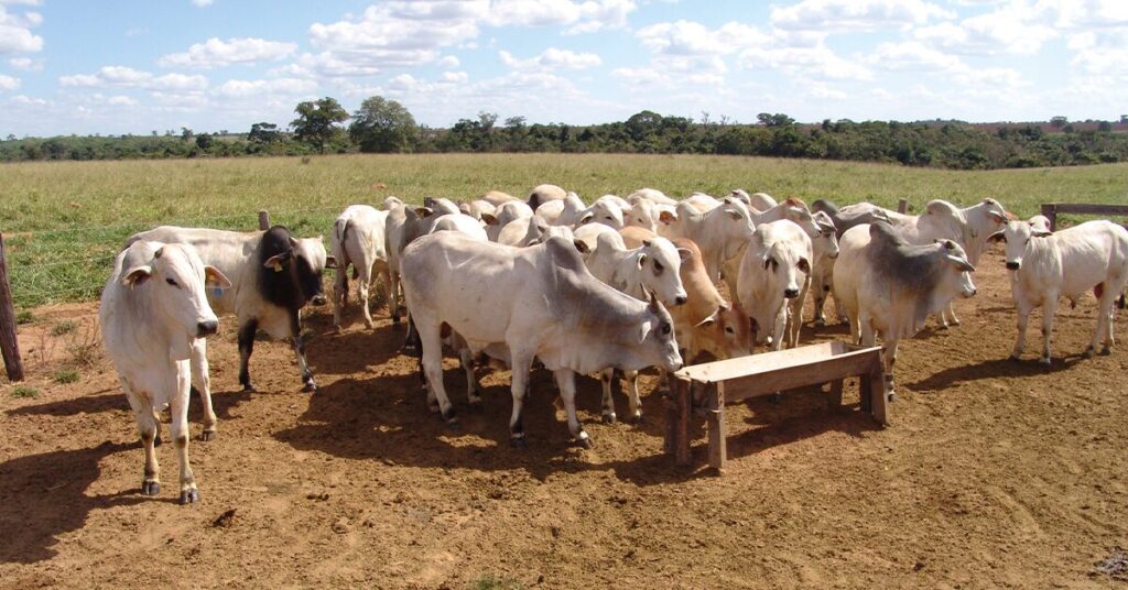 Mercado 2024: negociações estagnadas e preços estáveis 1 semana termina com morosidade nos negocios mas precos da arroba seguem estaveis portal dbo 1