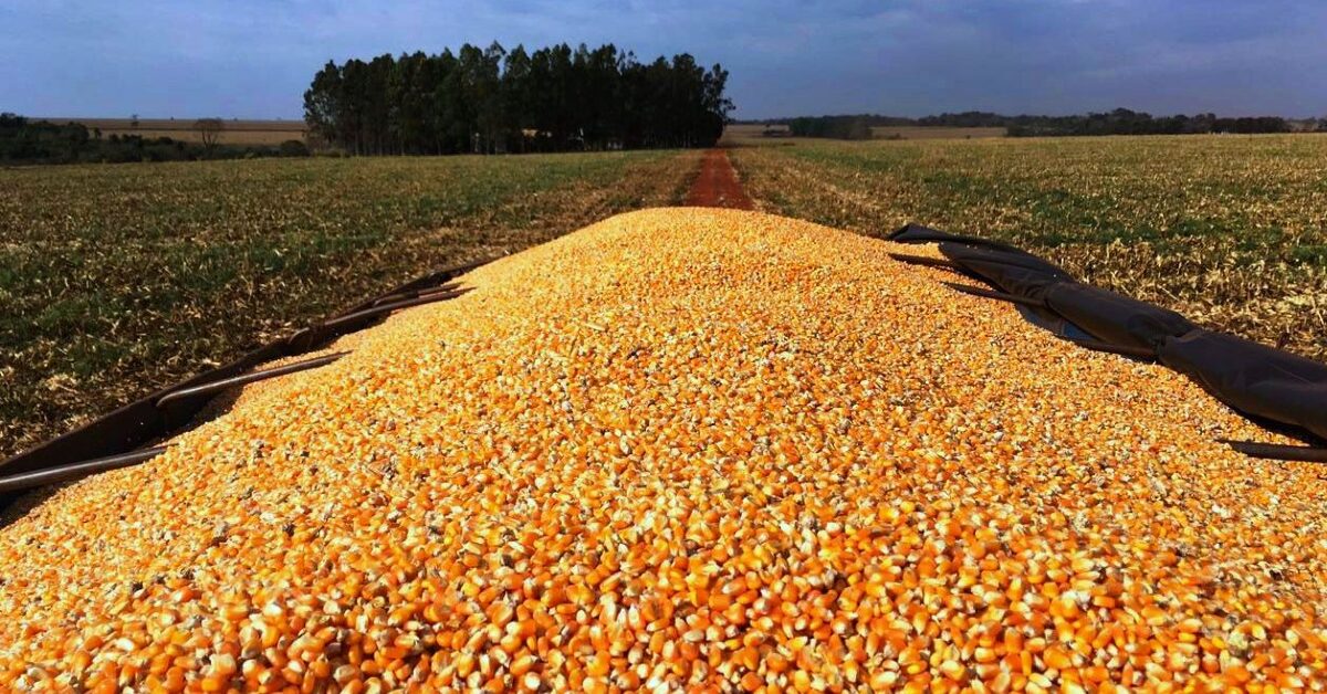 sentimentos diversos na supersafra do milho portal dbo